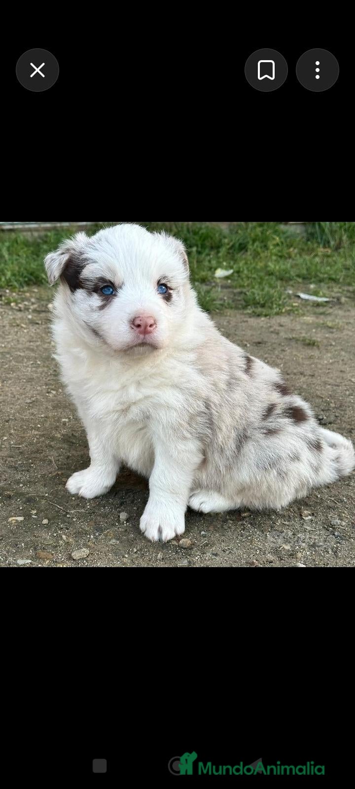 Border Collie perros en venta: Border collie merle - Anuncio 1