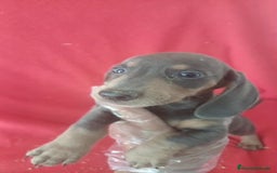 Teckel Miniatura perros en venta: Teckel Miniatura Blue  - Imagen 3