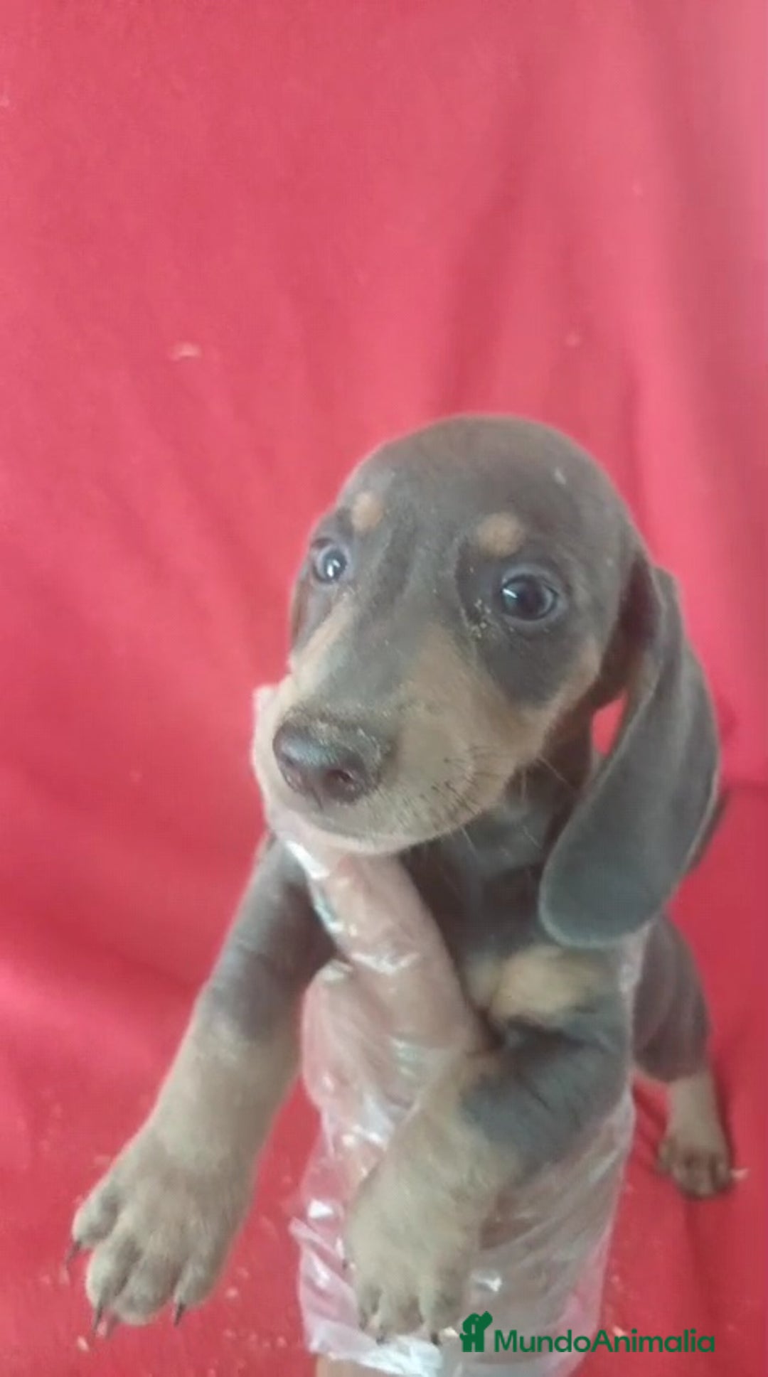 Teckel Miniatura perros en venta: Teckel Miniatura Blue  - Imagen 3