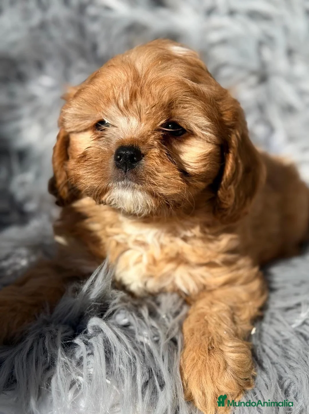 Cavapoo perros en venta: Camada de Cavapoo rojos y apricot - Anuncio 1