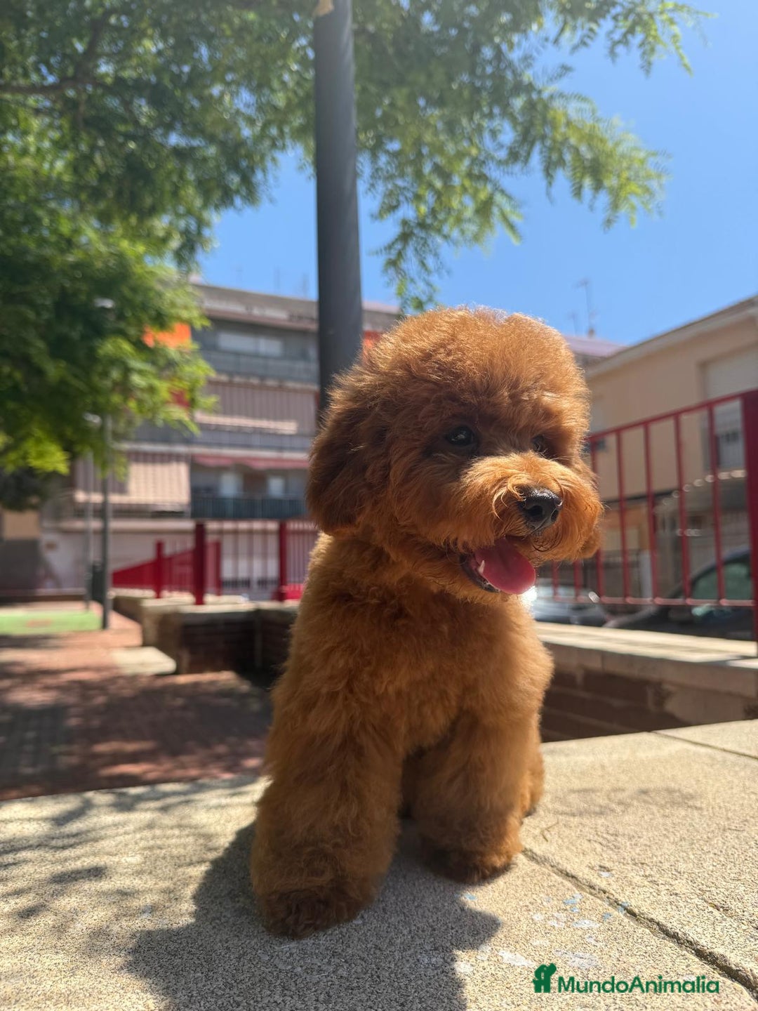 Caniche Toy perros en venta: MACHO CANICHE TOY ROJO PIMENTÓN  - Imagen 1