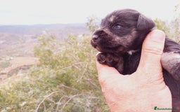 Chihuahua perros en venta: Schnauzer negro/plata  en Almería - Imagen 3