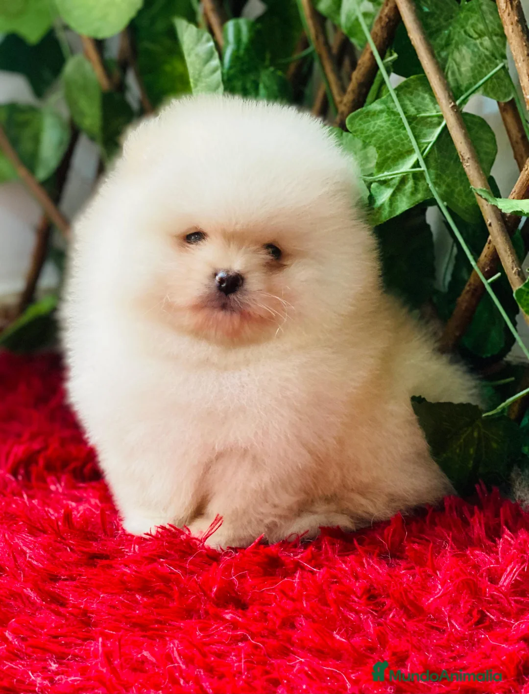 Pomerania perros en venta: POMERANIA TOY  - Anuncio 1