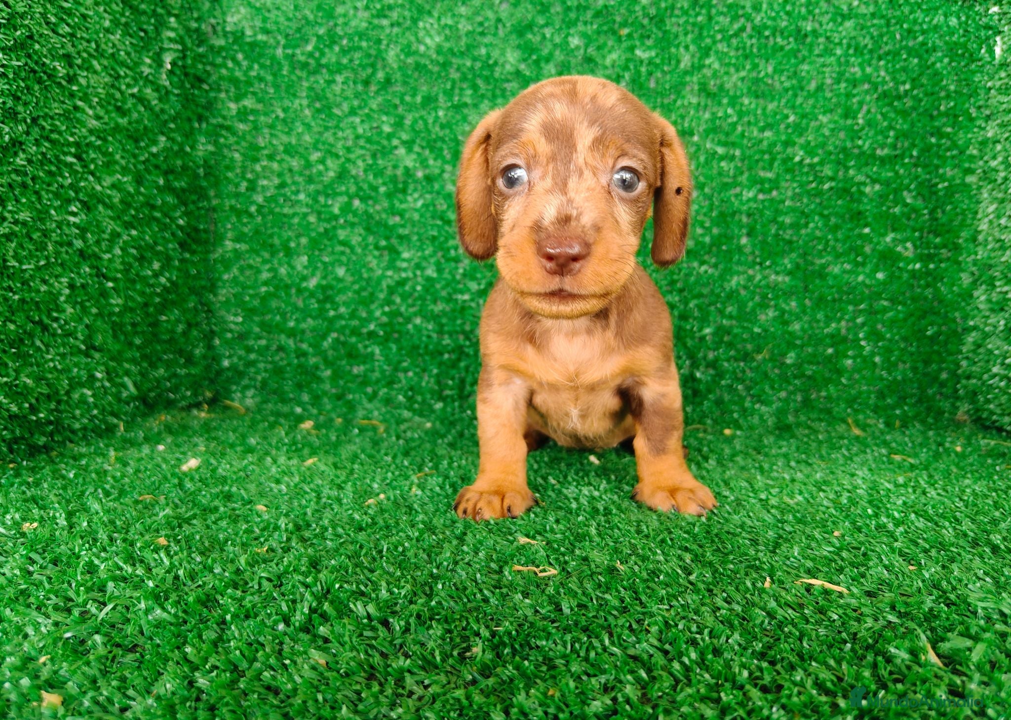 Teckel Miniatura perros Teckel miniatura  - Anuncio 2