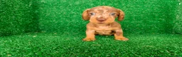 Teckel Miniatura perros en venta: Teckel miniatura  - Anuncio 1