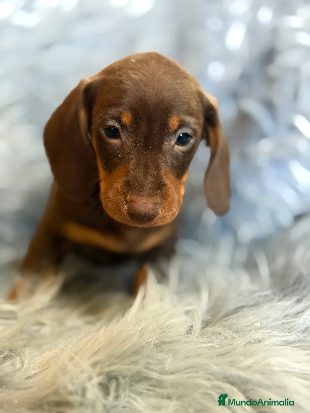 Teckel Miniatura perros en venta: Teckel mini Chocolate  - Anuncio 5