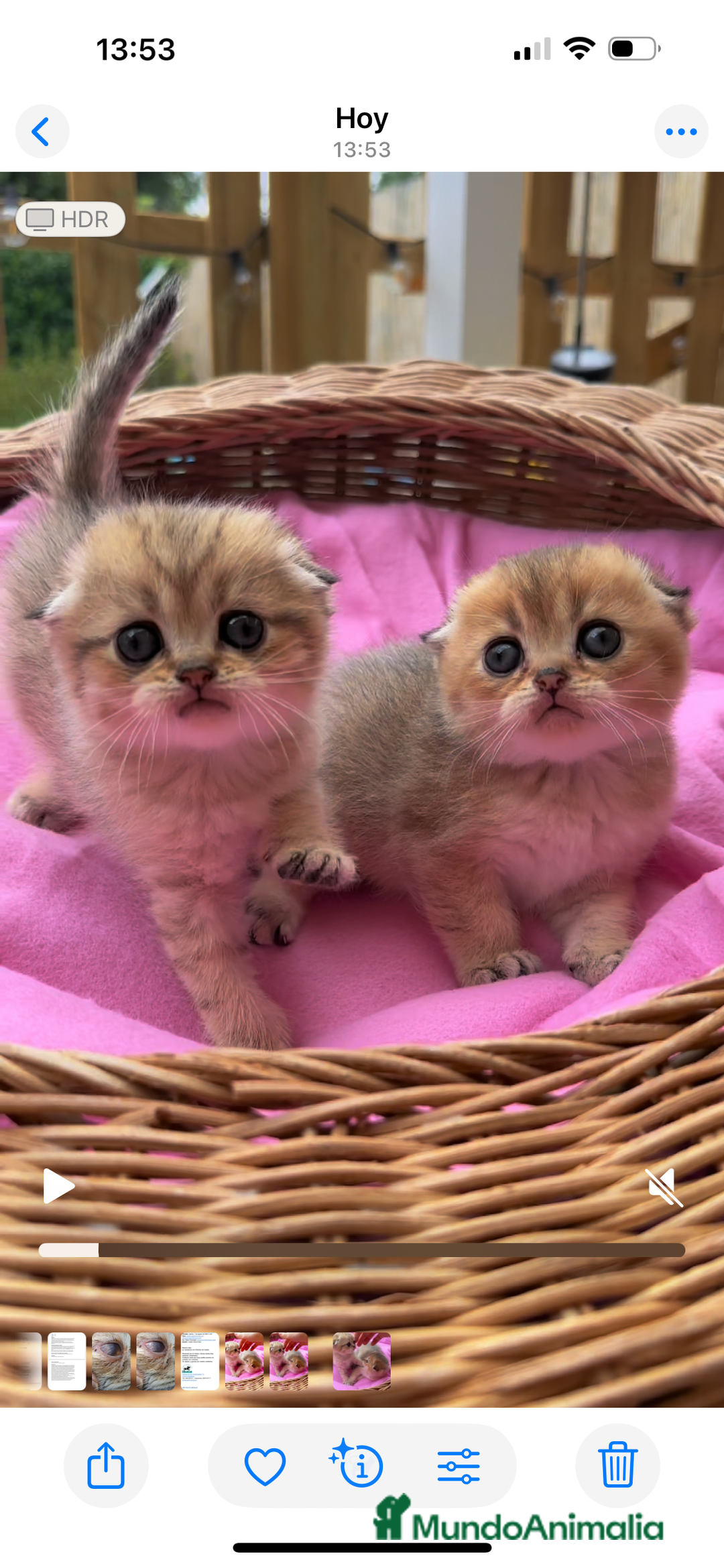 Munchkin gatos en venta: Munchkin gatitos - Anuncio 4