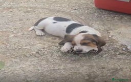 Basset Hound perros en venta: Preciosos sabuesos - Imagen 10