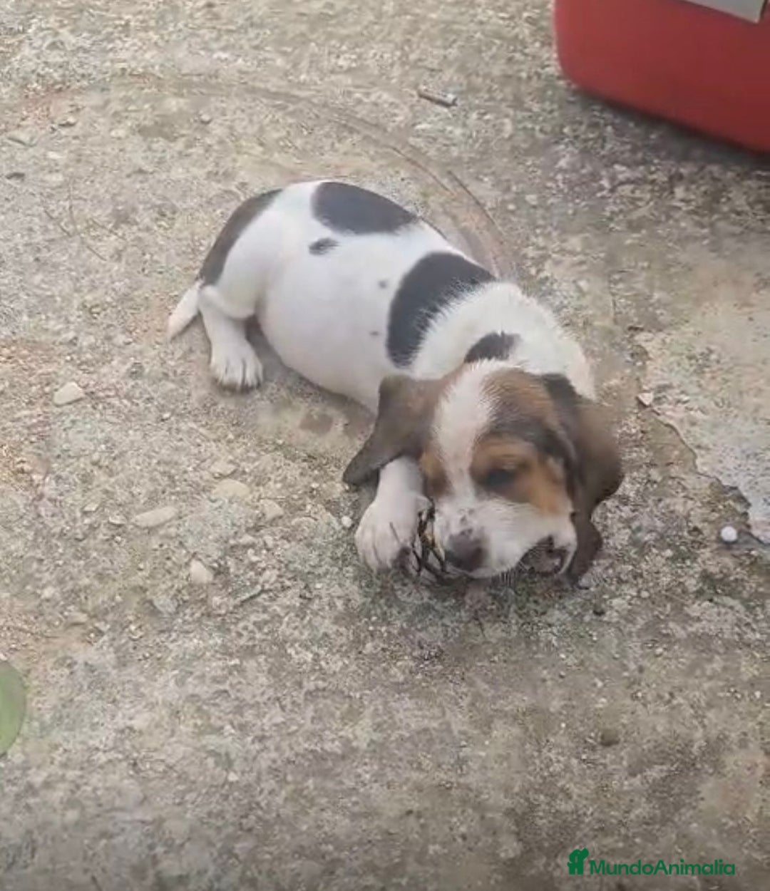 Basset Hound perros en venta: Preciosos sabuesos - Imagen 10