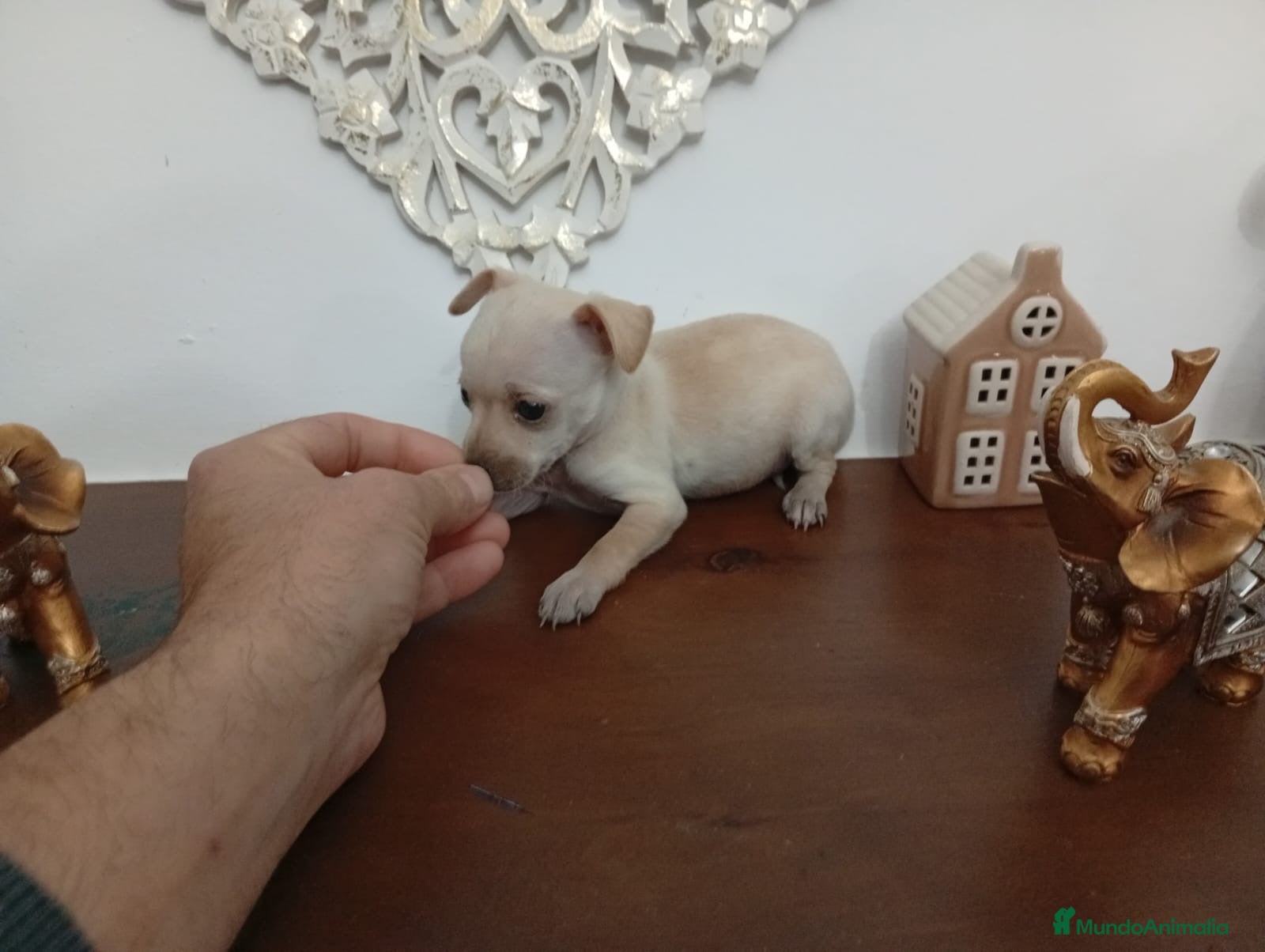 Maltipoo perros Chihuhuas  - Anuncio 19