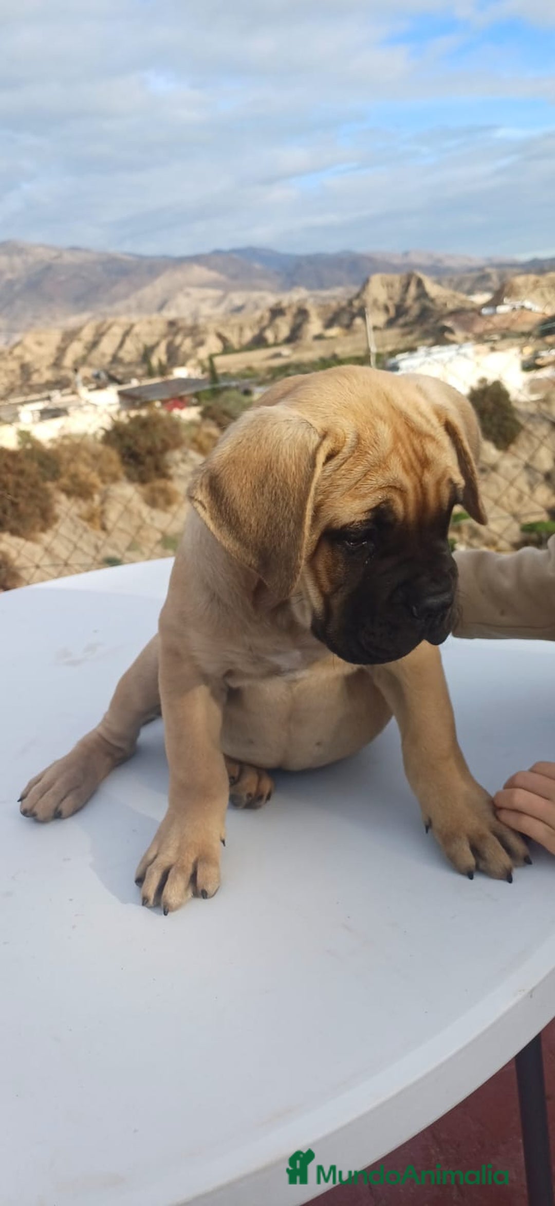 Cane Corso perros en venta: Cane Corso  - Anuncio 6