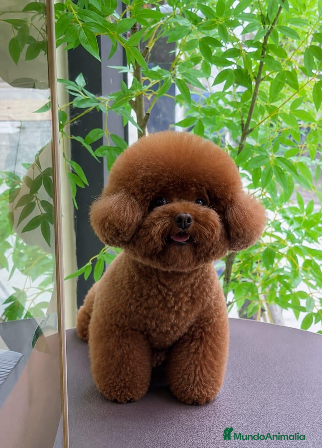 Caniche Toy perros Caniches toy con pedigree - Anuncio 31