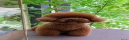 Caniche Toy perros en venta: Caniches toy con pedigree - Anuncio 4