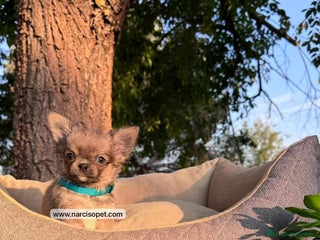 Chihuahua perros - Anuncio 41