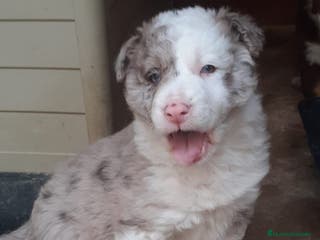 Border Collie perros Boder collie Getafe - Anuncio 1