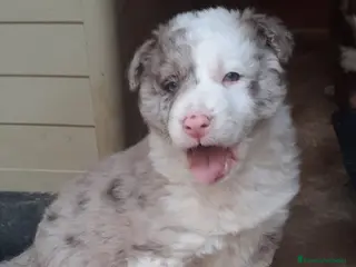 Border Collie perros Boder collie Getafe - Anuncio 17