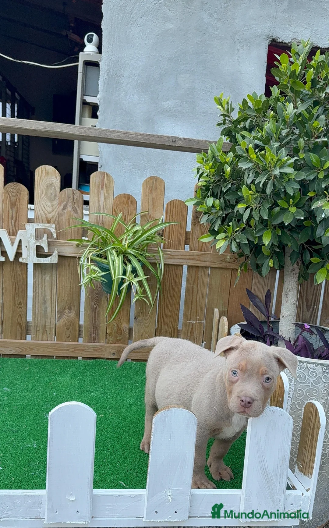 American Bully perros en venta: American Bully XL Macho Trililac  - Anuncio 1