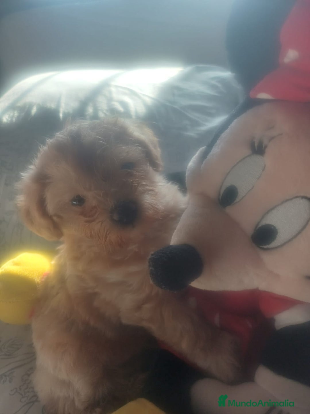 Maltipoo perros en venta: Maltipoo macho  - Imagen 1