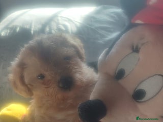 Maltipoo perros - Anuncio 7