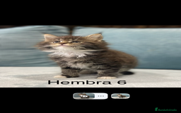 Maine Coon gatos en venta: Maine coon rey - diez - Imagen 2