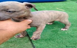 Whippet perros en venta: Whippet blue, isabela verdino - Imagen 18
