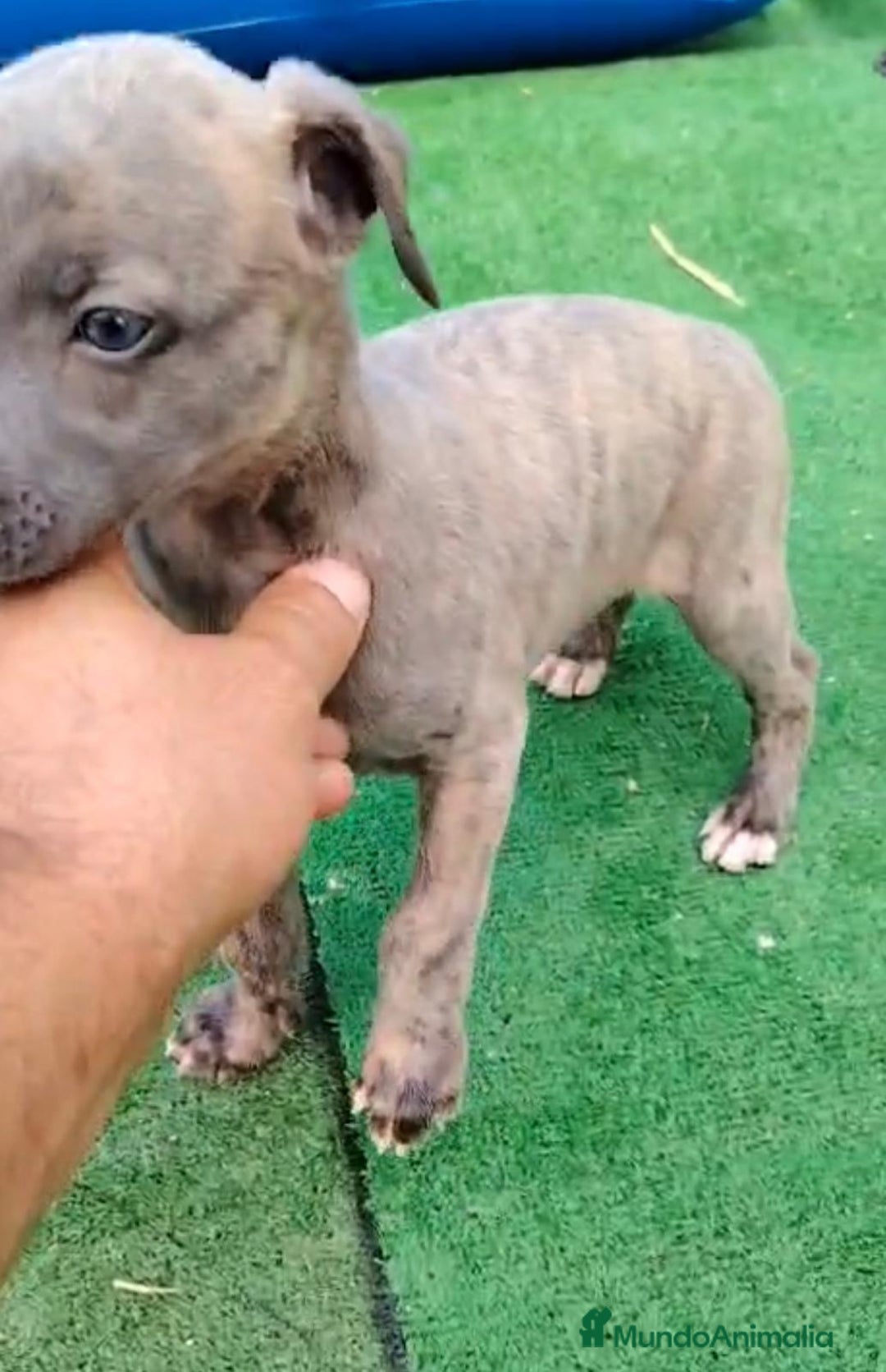 Whippet perros en venta: Whippet blue, isabela verdino - Imagen 18