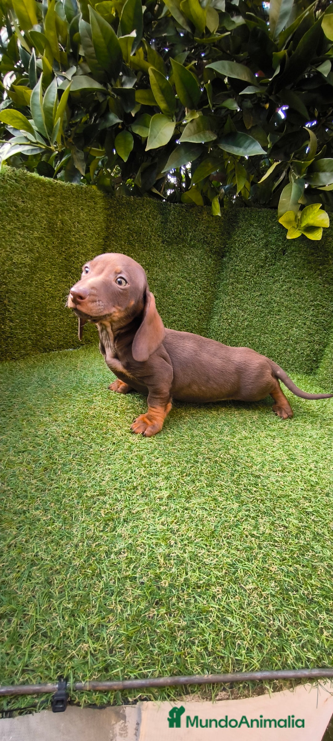 Teckel Miniatura perros en venta: camada de teckel miniatura varios colores  - Anuncio 17