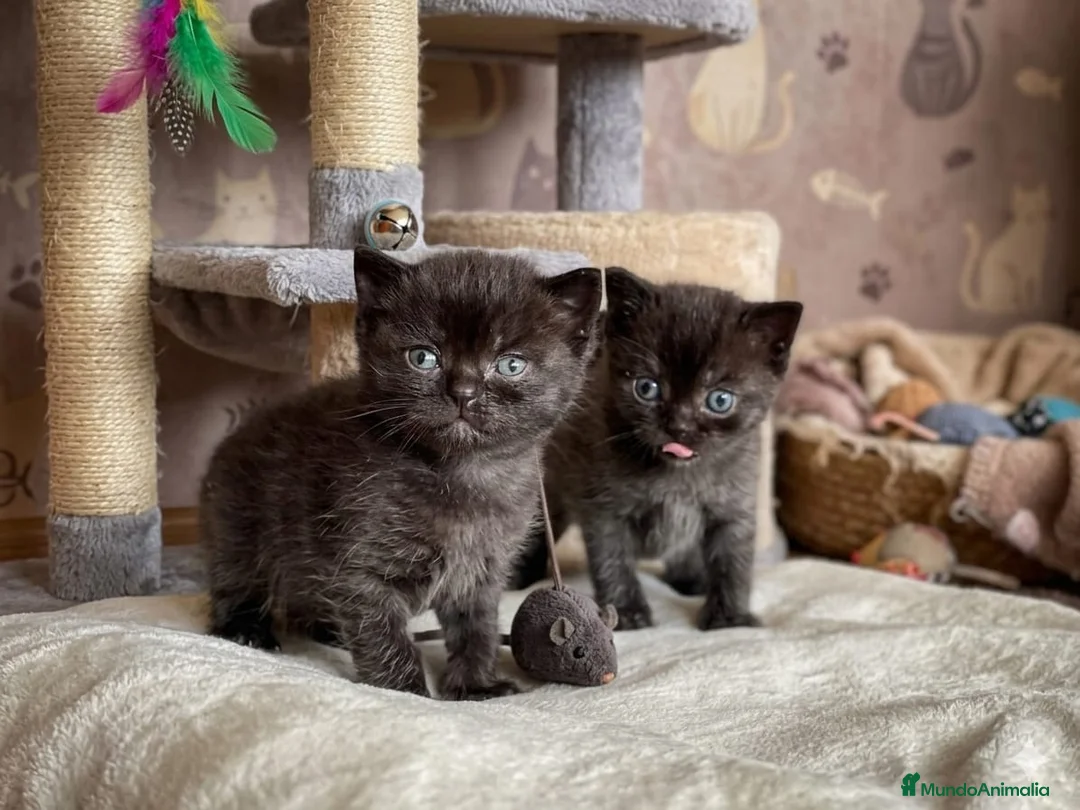 Británico de Pelo Corto gatos en venta: EXCLUSIVOS BRITISH SHORTHAIR BLACKS - Anuncio 6