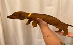 Teckel perros en venta: Camada disponible de Tekel  - Imagen 2