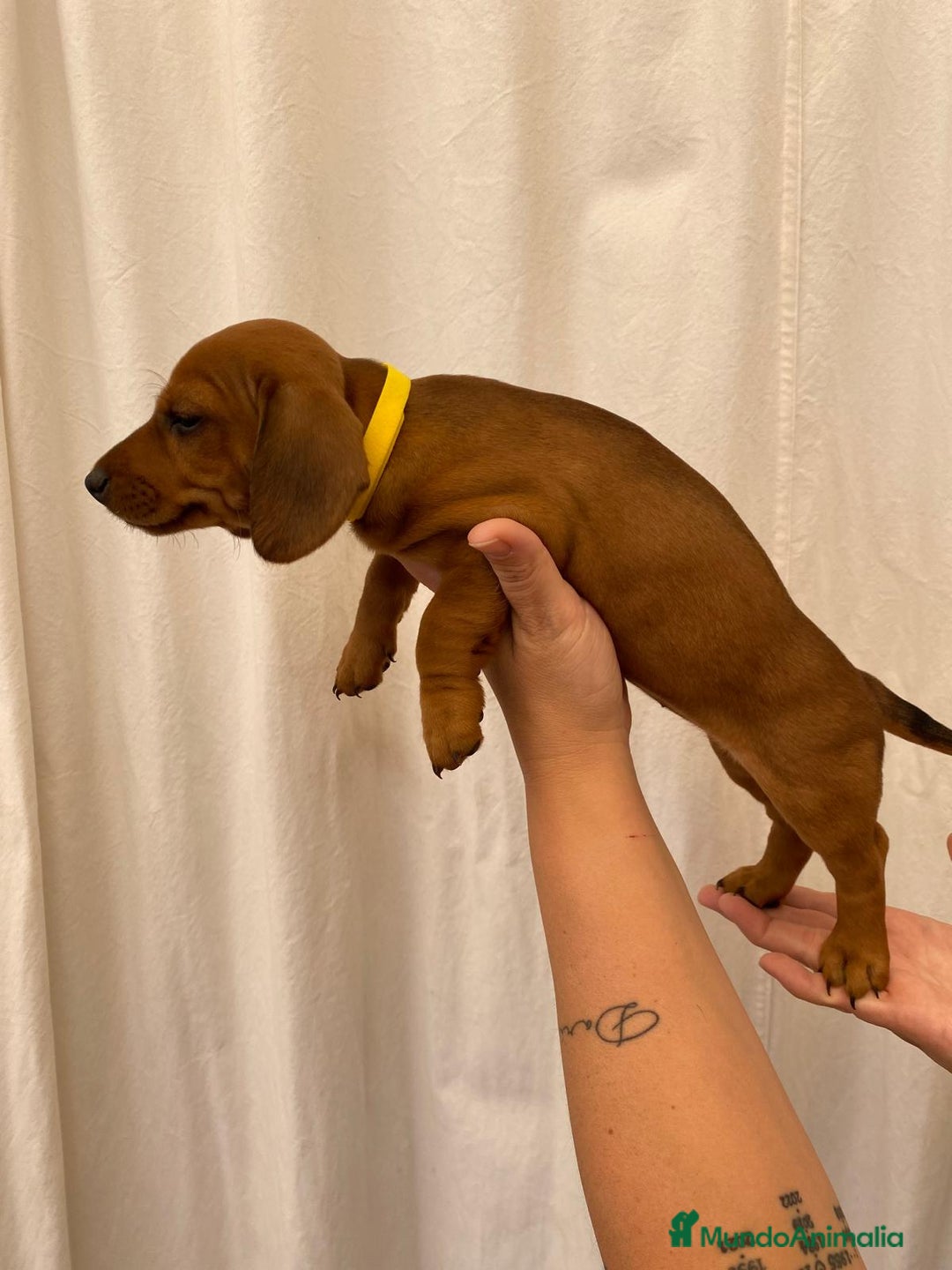 Teckel perros en venta: Camada disponible de Tekel  - Imagen 2