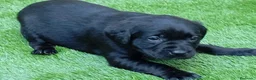 Labrador Retriever perros en venta: Camada de labradores  en Toledo - Anuncio 9