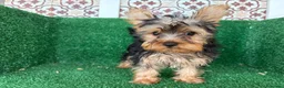 Yorkshire Terrier perros en venta: yorkshire terrier - Anuncio 3