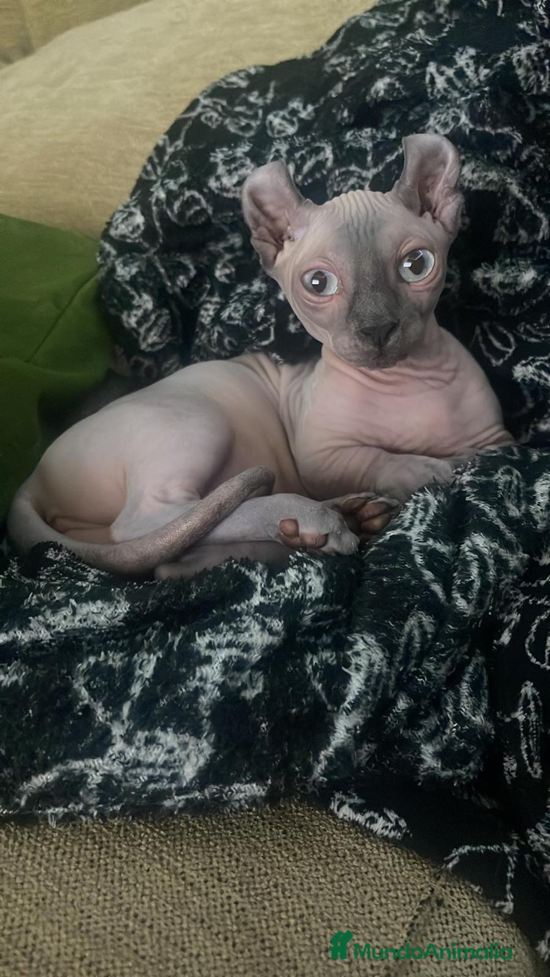 Sphynx gatos en venta: Sphynx exclusivos  - Anuncio 3