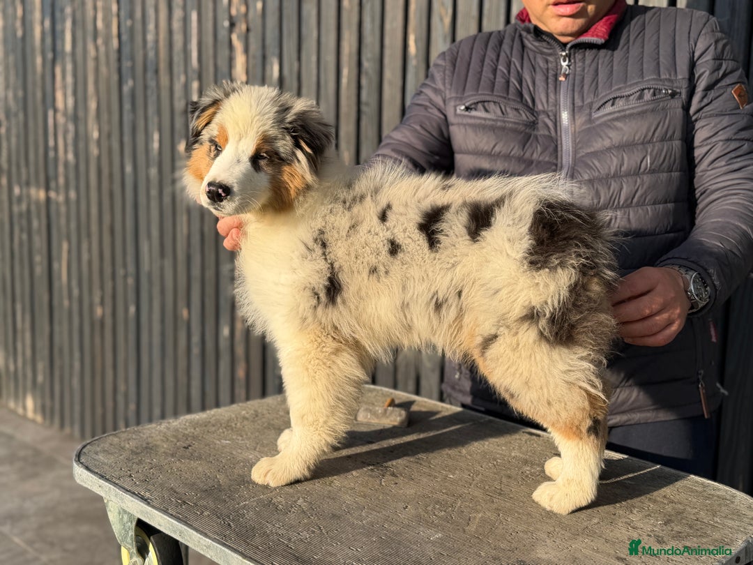 Pastor Australiano perros en venta: Pastor Aistraliano  - Anuncio 3