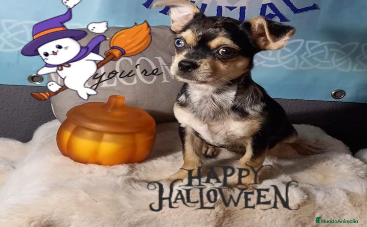 Chihuahua perros - Anuncio 1