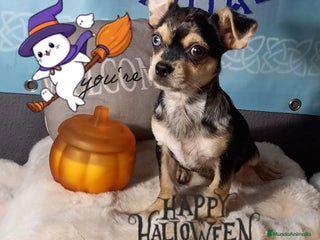 Chihuahua perros - Anuncio 1