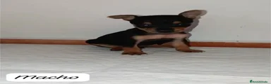 Pinscher Miniatura 1