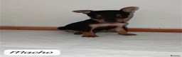 Pinscher Miniatura perros en venta: Camada de Mini Pinscher - Anuncio 4