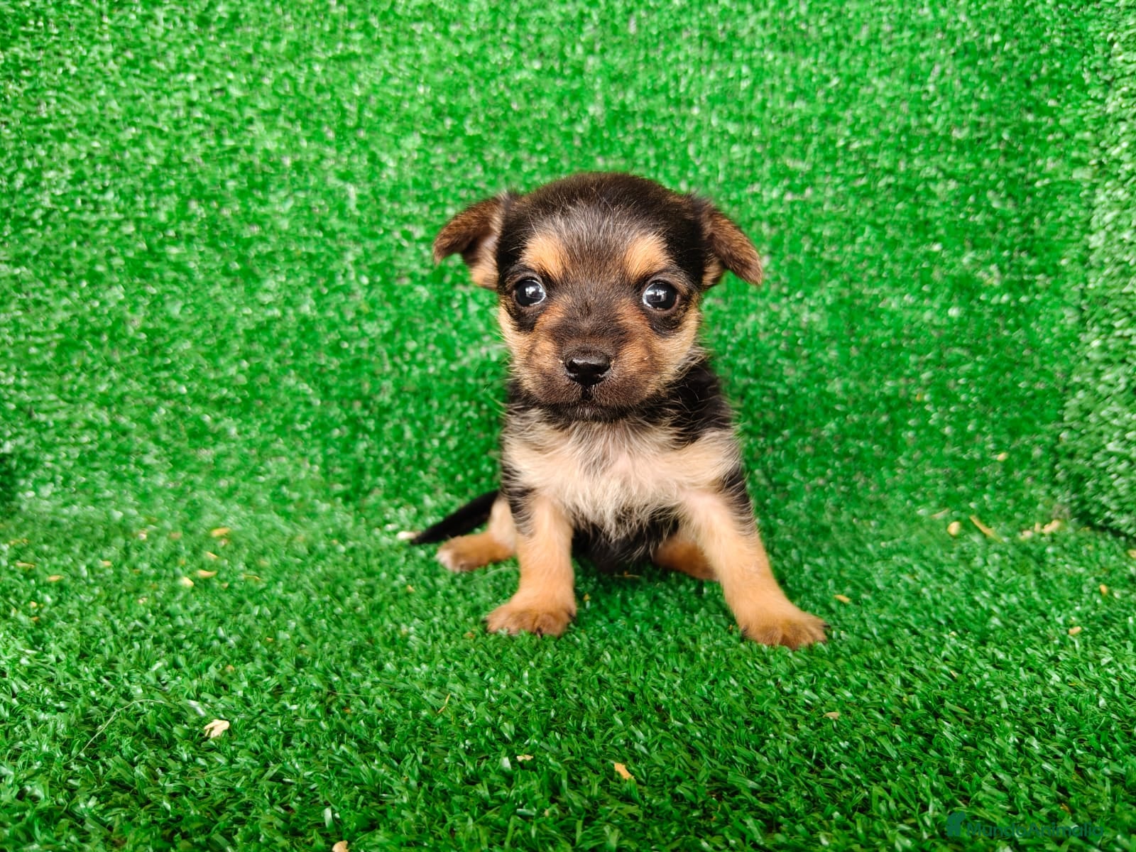 Yorkshire Terrier perros yorkshire terrier - Anuncio 1