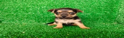 Yorkshire Terrier perros en venta: yorkshire terrier - Anuncio 1