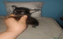Chihuahua perros en venta: Camada para reservar  - Imagen 2
