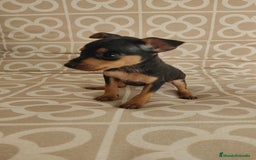 Ratón de Praga perros en venta: Hembra ratón de praga  - Imagen 2