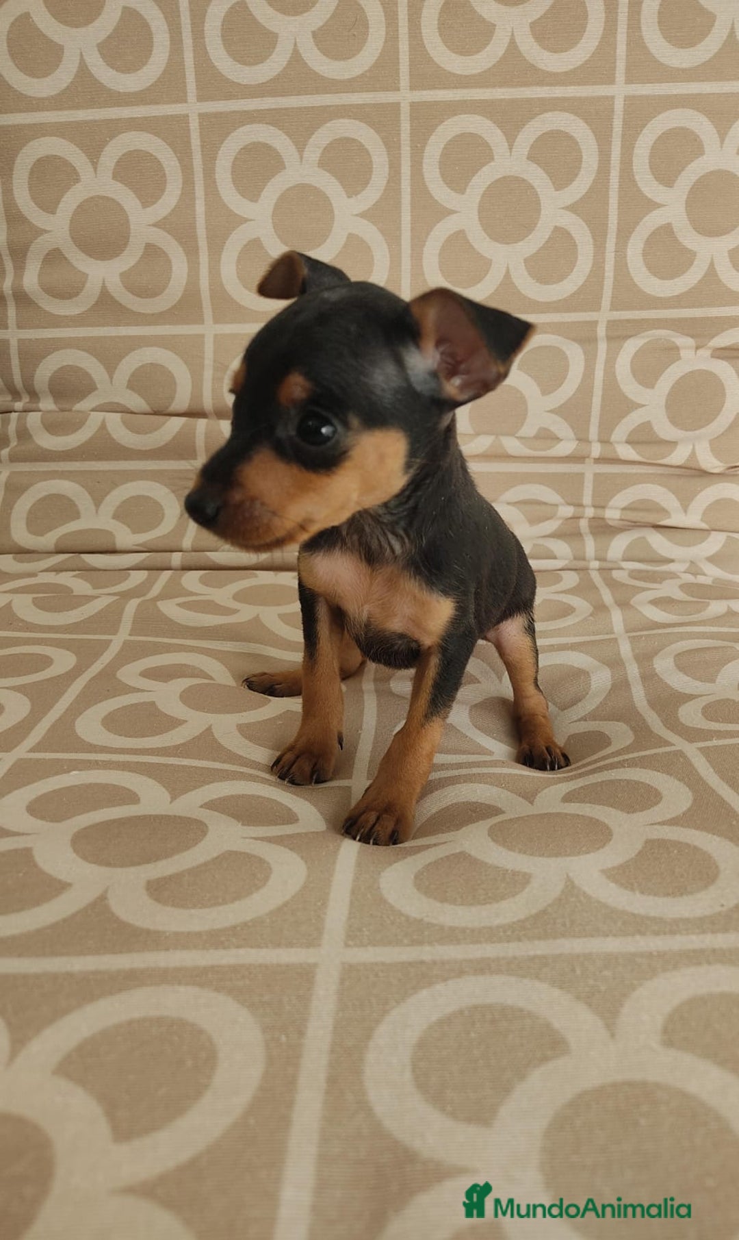 Ratón de Praga perros en venta: Hembra ratón de praga  - Imagen 2
