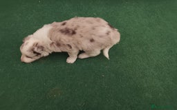 Border Collie perros en venta: Cachorros de border collie  - Anuncio 1