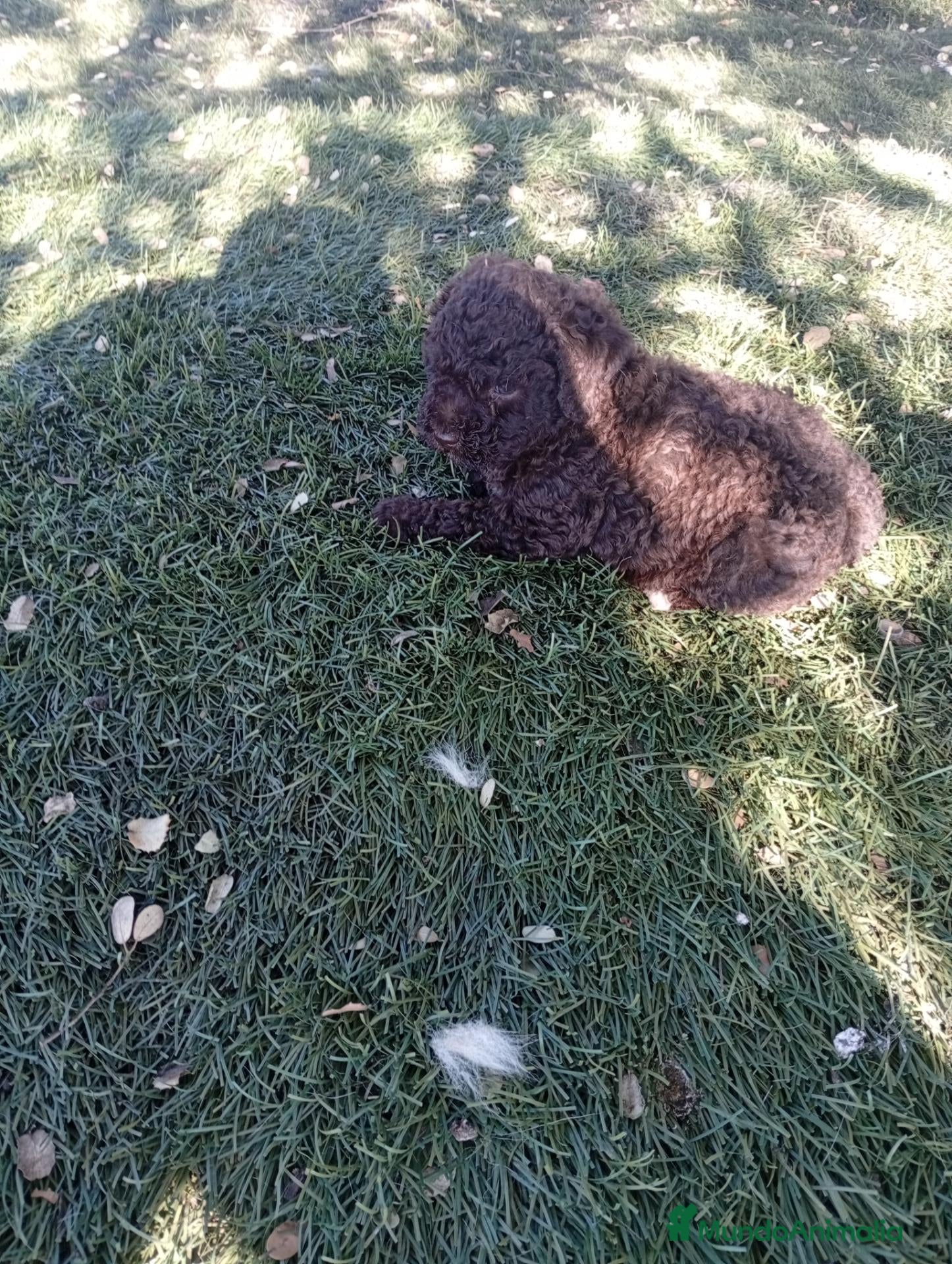 Perro de Agua Español perros Perro de agua español - Anuncio 1