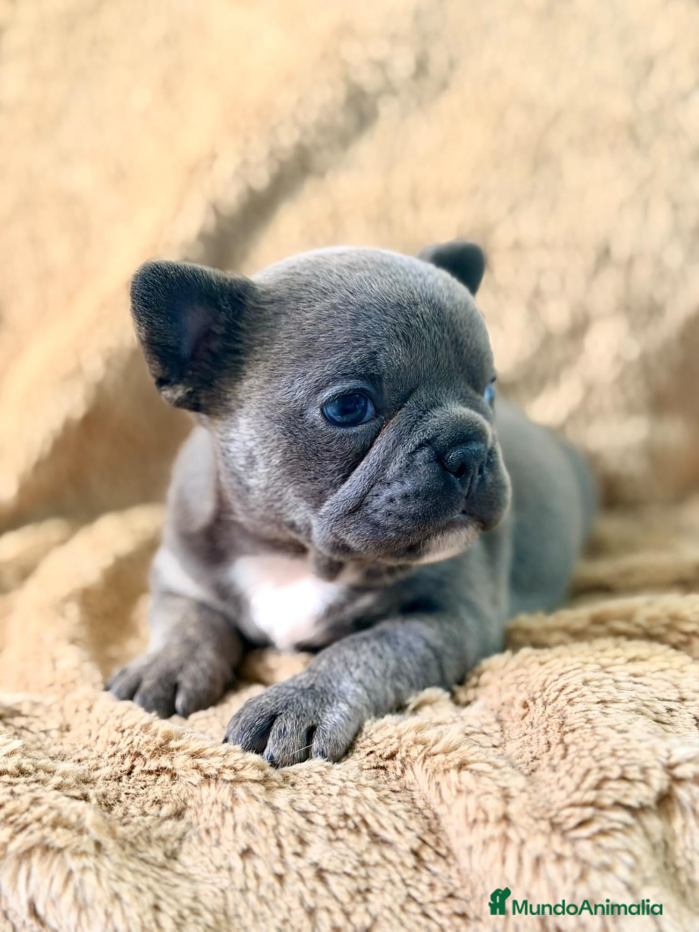Bulldog Francés perros BULLDOG FRANCÉS HEMBRA BLUE - Anuncio 1