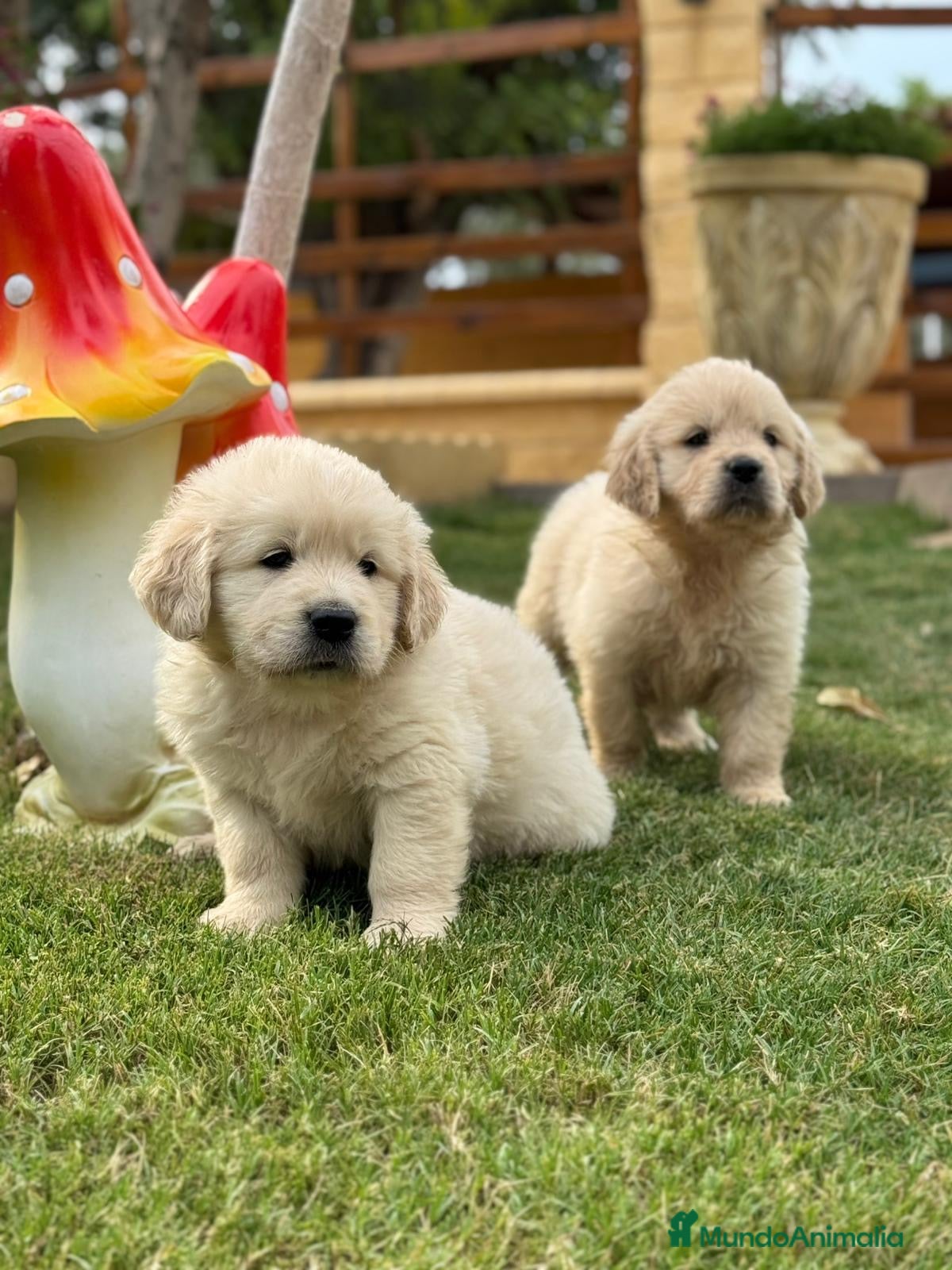 Golden Retriever perros Golden Retriever  - Anuncio 2