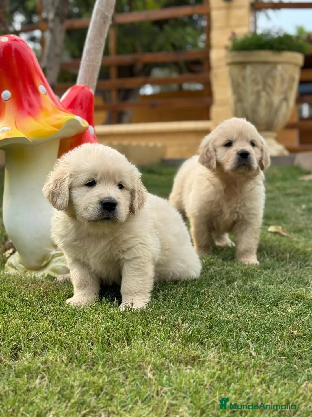 Golden Retriever perros en venta: Golden Retriever  - Anuncio 1