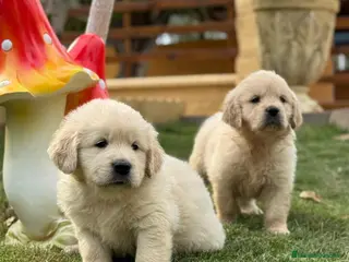 Golden Retriever perros Golden Retriever - Anuncio 5