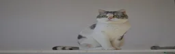 Scottish Straight gatos en venta: Gatos Scottish Straight-Fold  - Anuncio 8